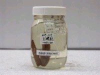 藏品(臺灣鮠)的圖片